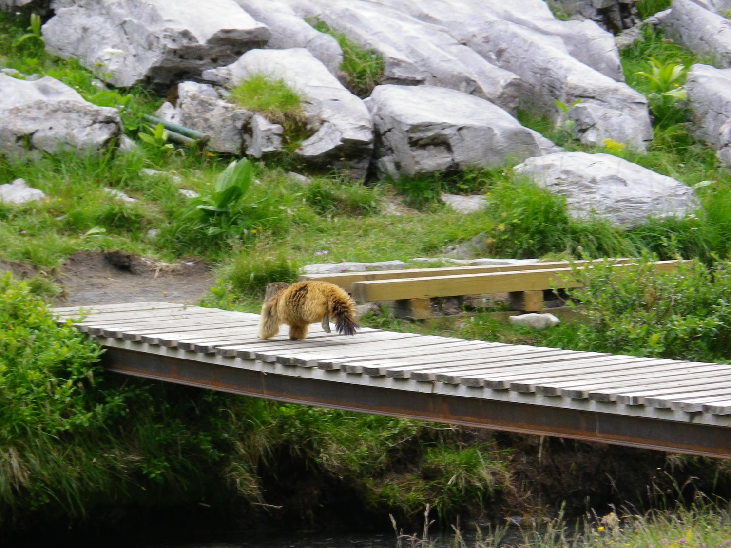 Marmotte en Rando