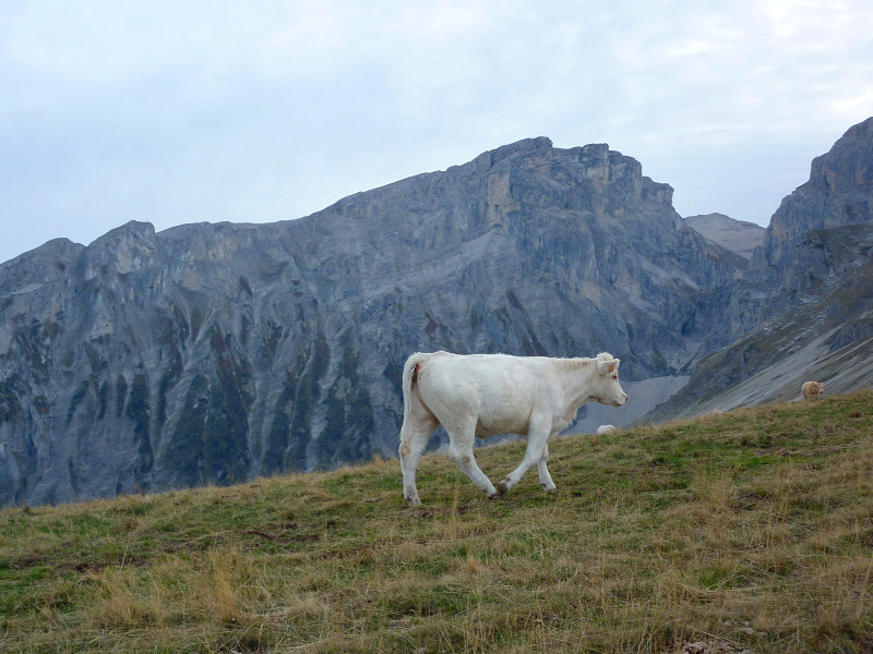 L'albédo est bon, mais les cuisses sont mal peignées : elle ne sera pas sélectionnée pour le calendrier cowtocow 2013