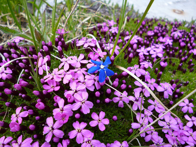 Parterre de fleurs Parterre de fleurs