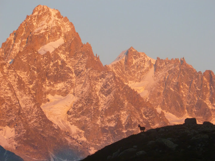 bouqutin devant le chardonnet