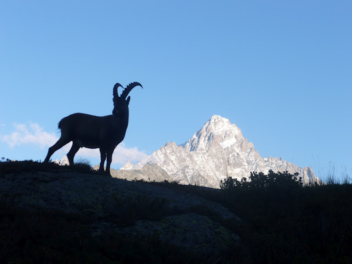 pose devant le chardonnet