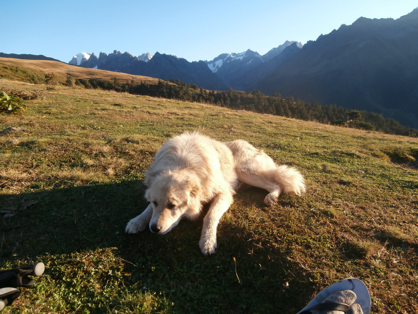 Si tous les chiens de berger pouvaient être aussi cool que celui-ci.