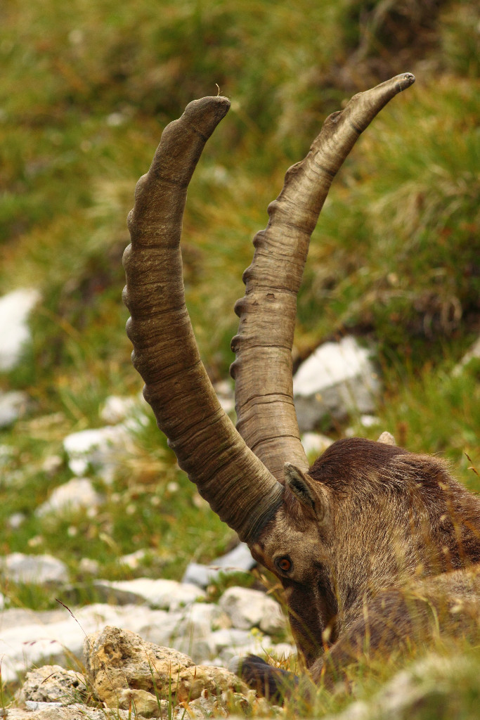 Le roi montagnard