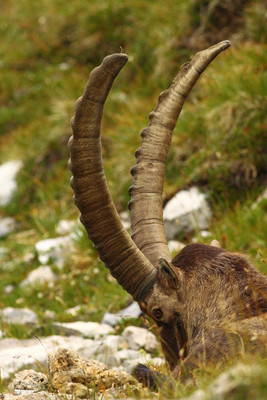 Le roi montagnard Le roi montagnard