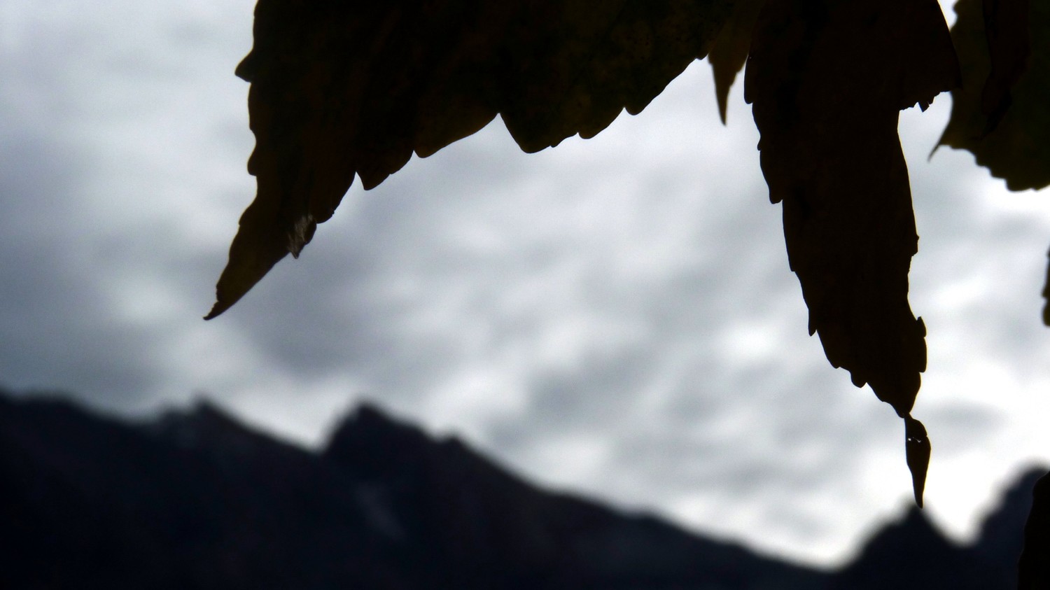 L'arête S