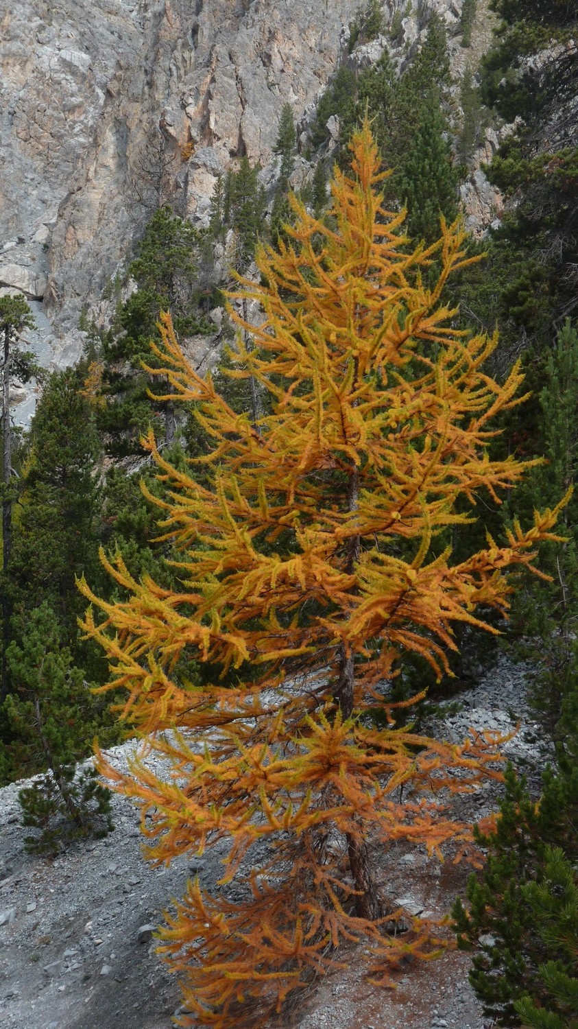 Le roi de la forêt