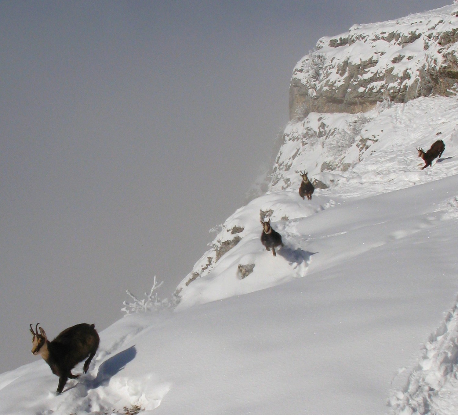 chamois au Margeriaz