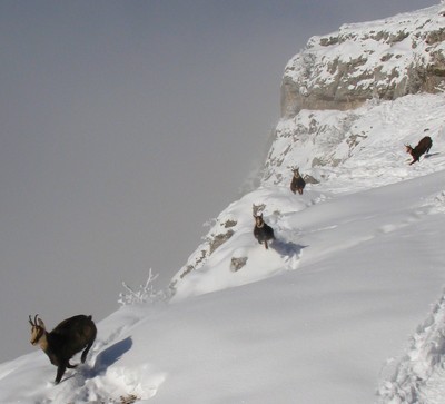 chamois au Margeriaz chamois au Margeriaz