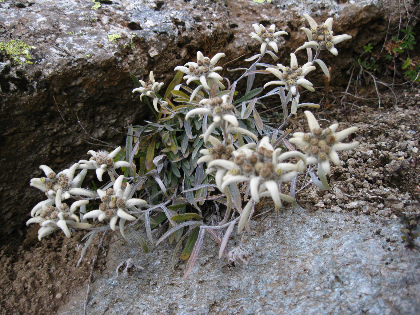 edelweiss