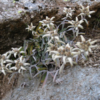 edelweiss