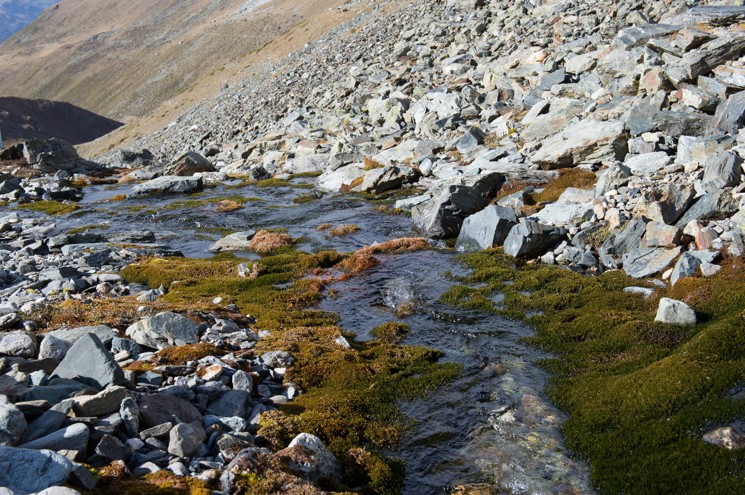 Descente le long de la rivière