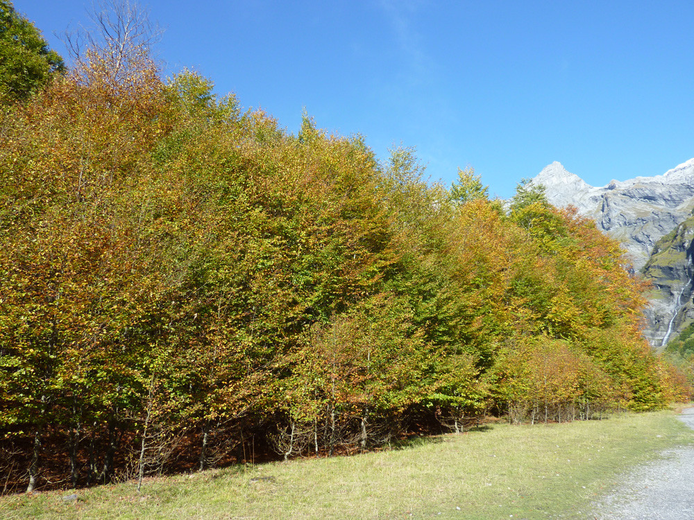 Arbres multicolore