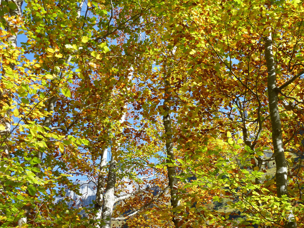 Feuilles