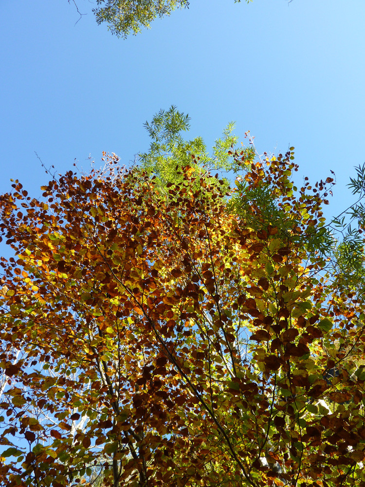 L'automne, c'est beau !