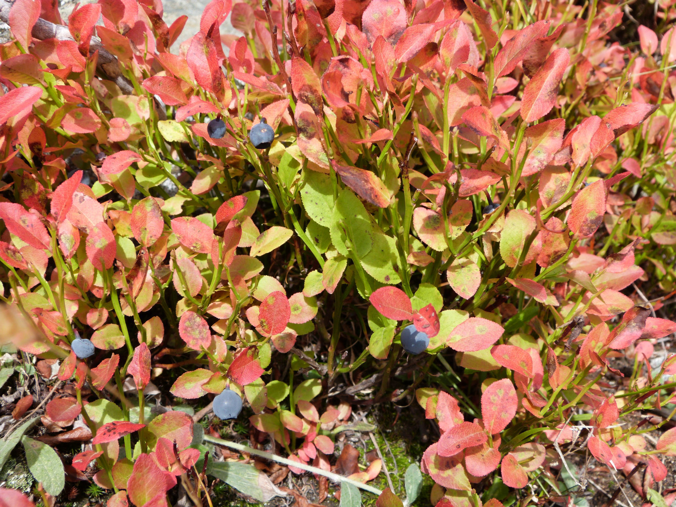 Myrtilles tardives