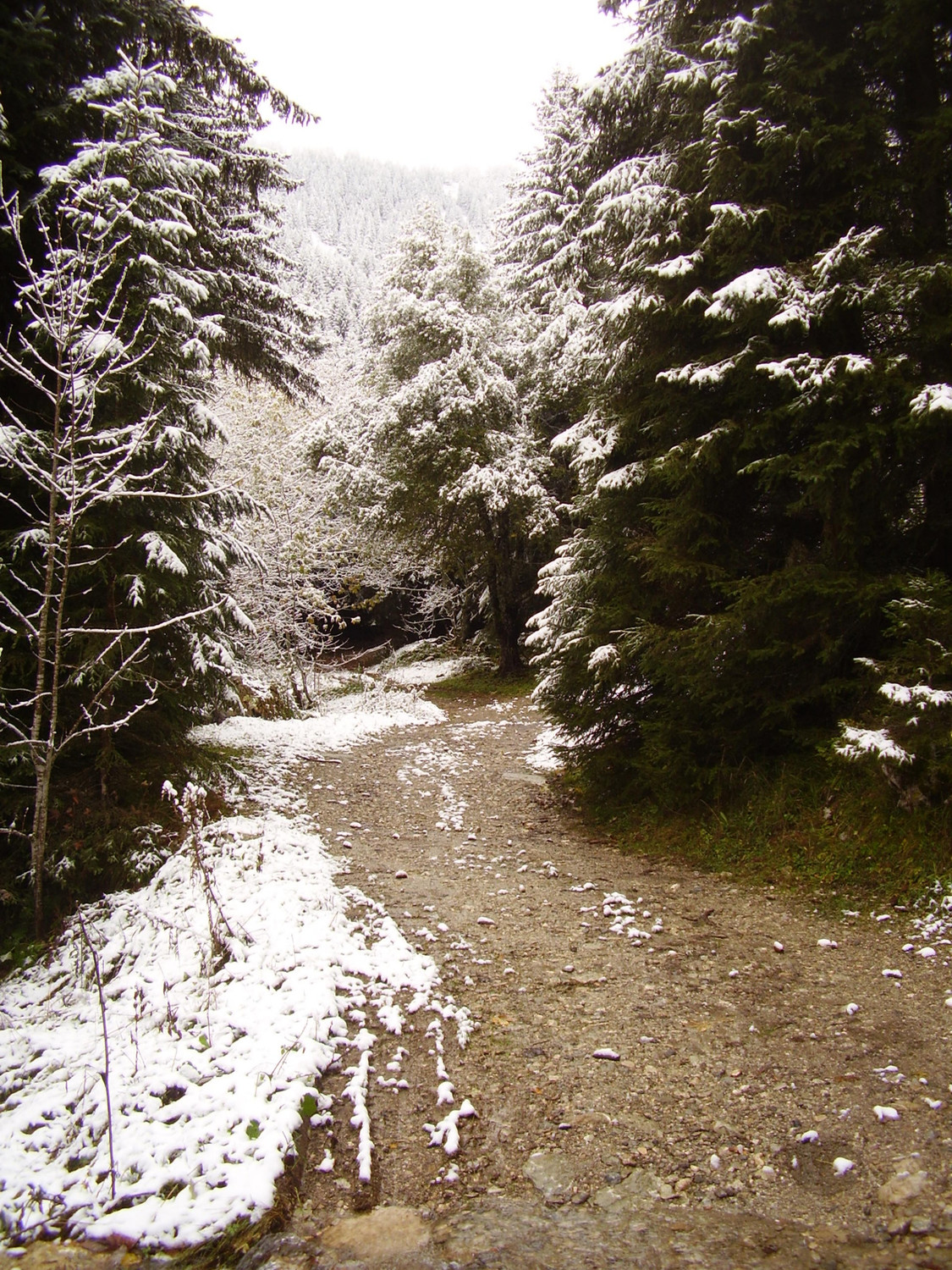 Ambiance après le départ dans la forêt