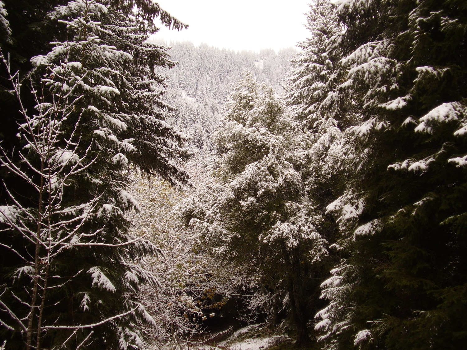 Paysage hivernal