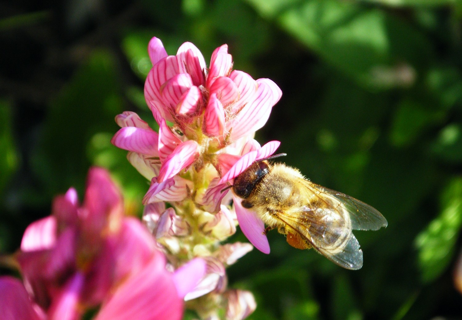 Abeille au Grand-Chavalard