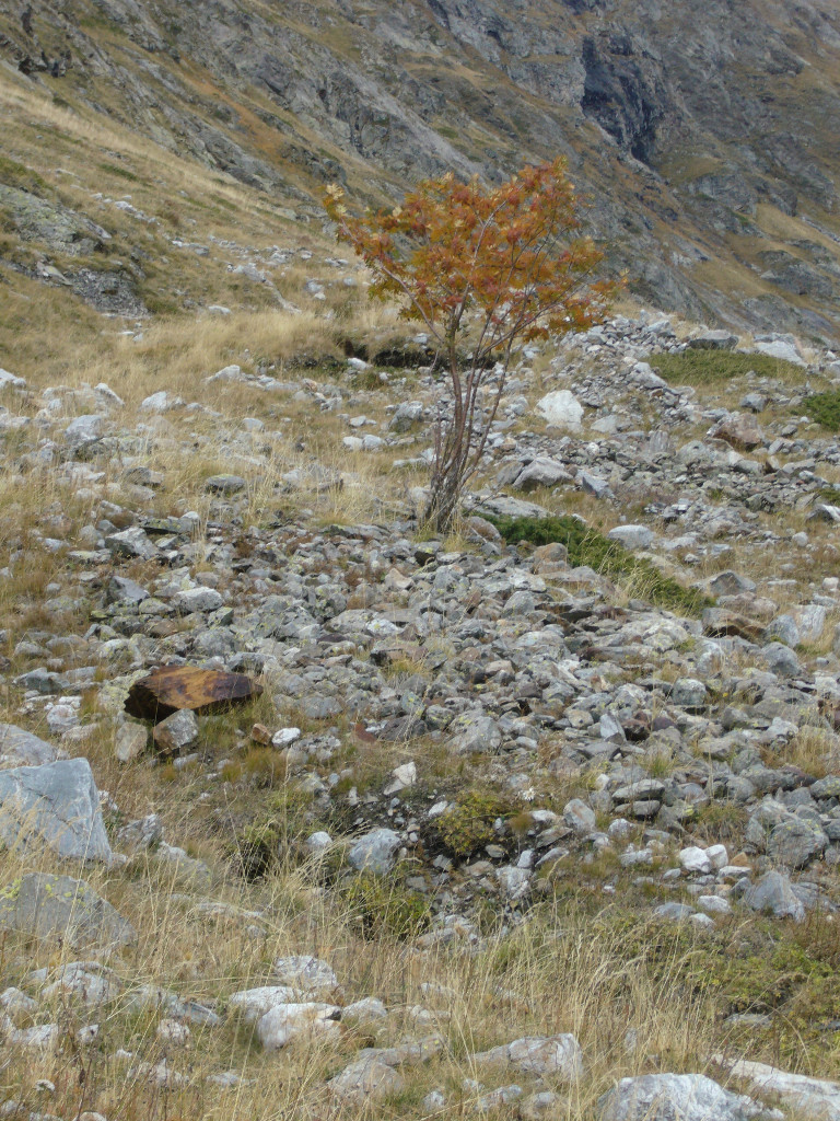 dernier arbre vers 2300 m