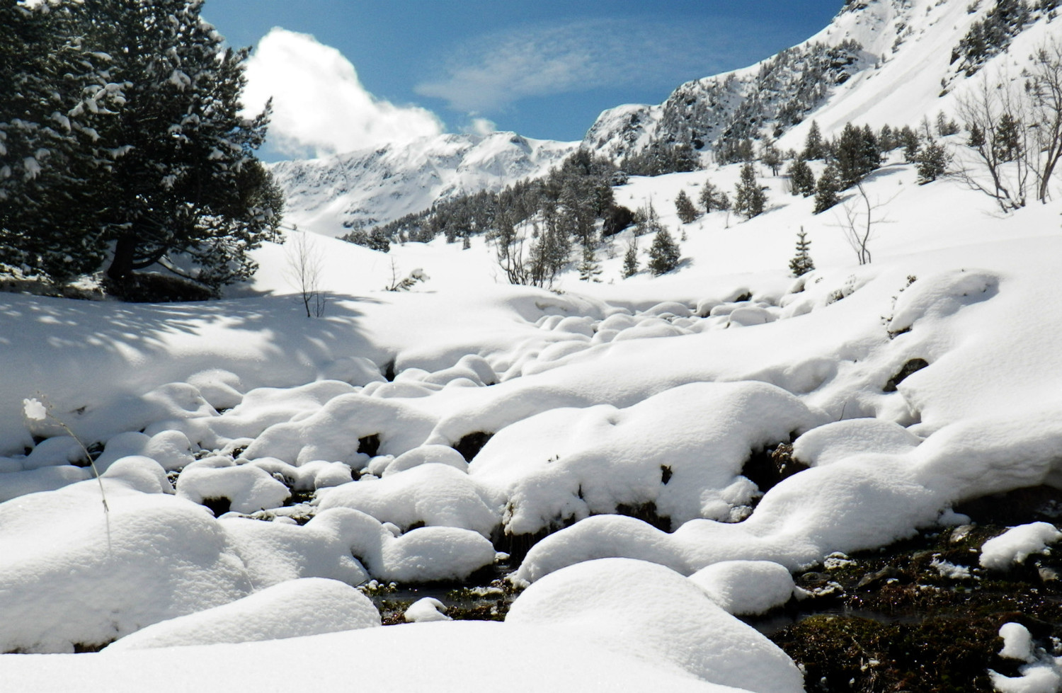 Neige sorteny