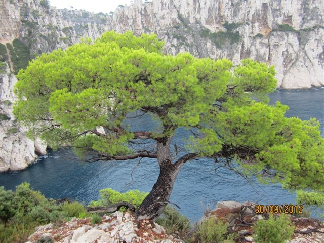 Il est beau cet arbre hein !