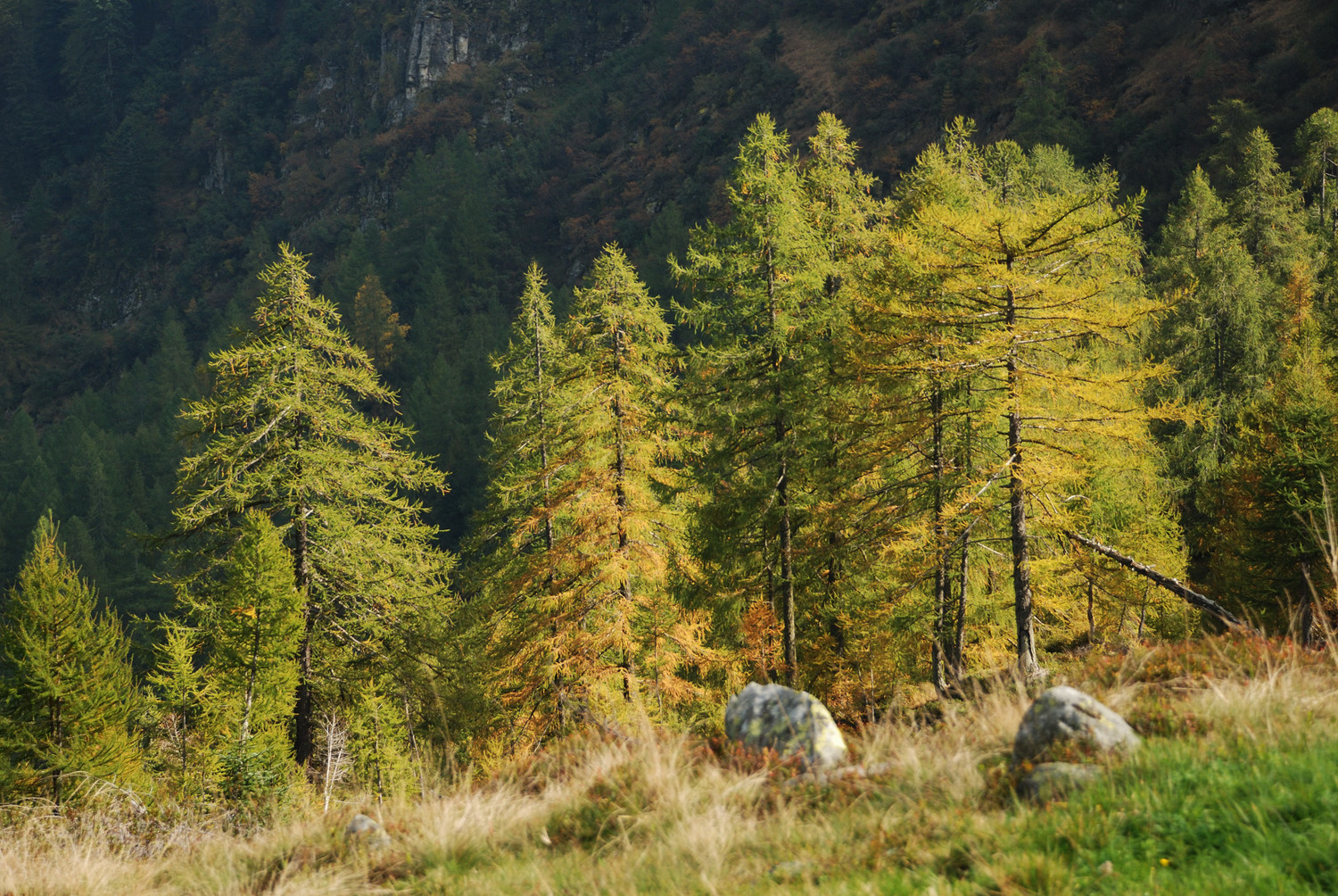 Les 1ers mélèzes changent de couleur (Alpe di Brünesc)