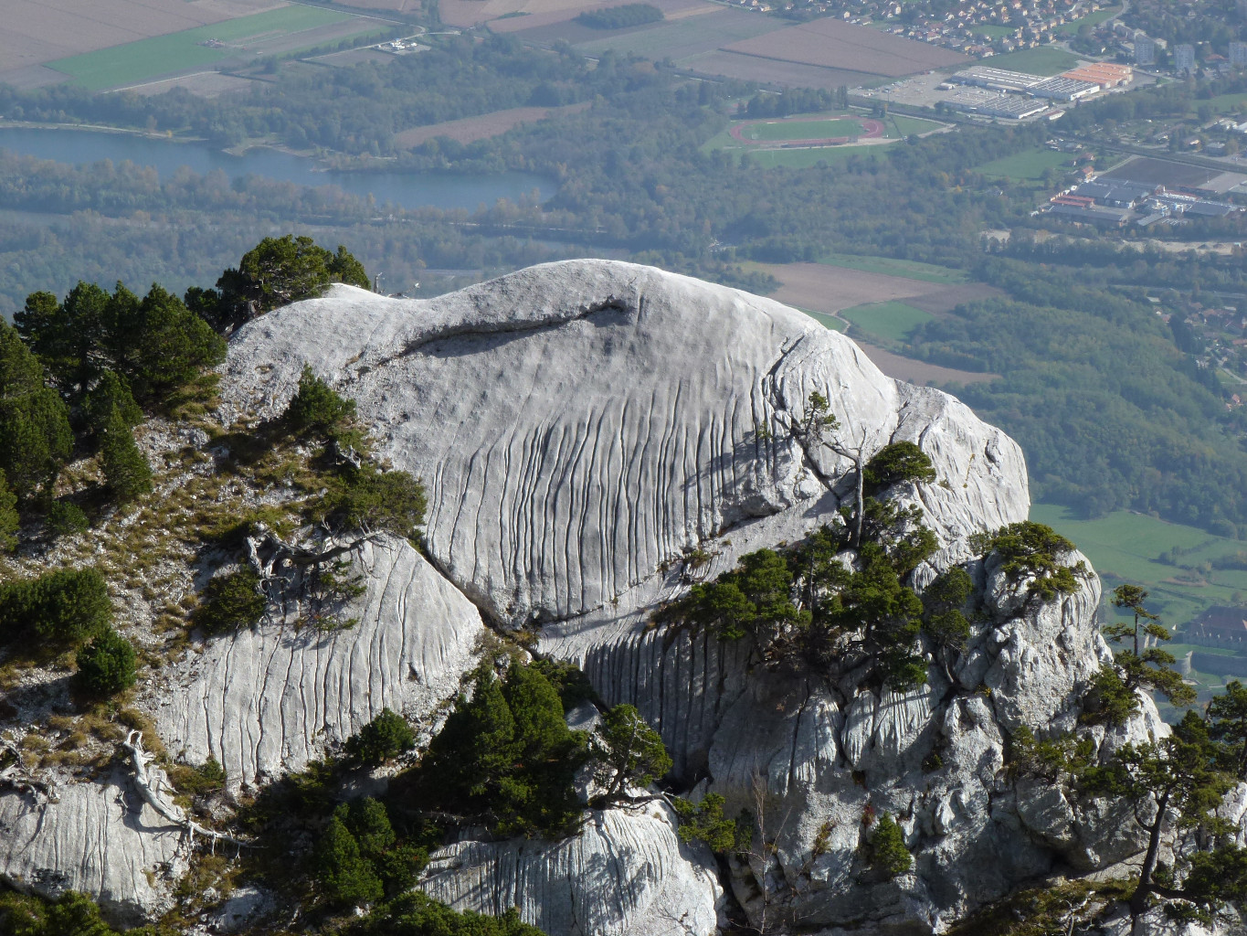 Le zèbre