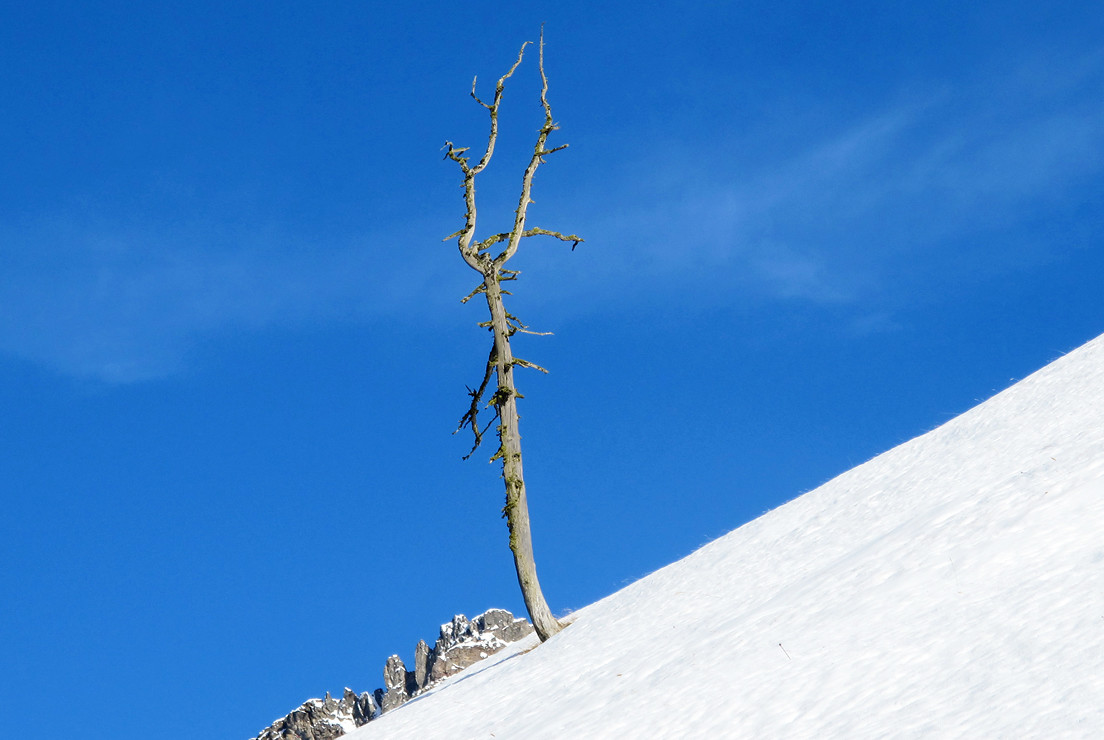 Munt Blais; larice sulle dorsali della montagna.