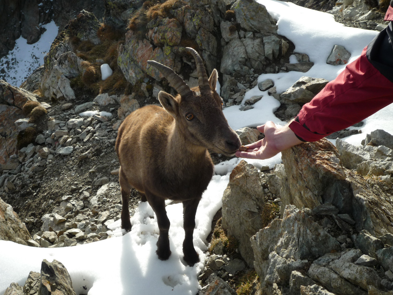 la femelle bouquetin au biv. du Petit Mont Blanc