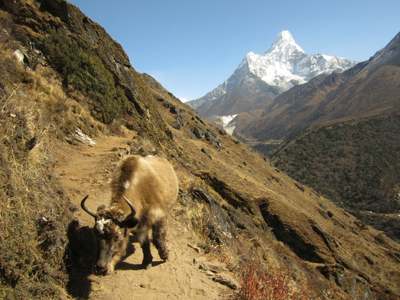 Ama Dablam