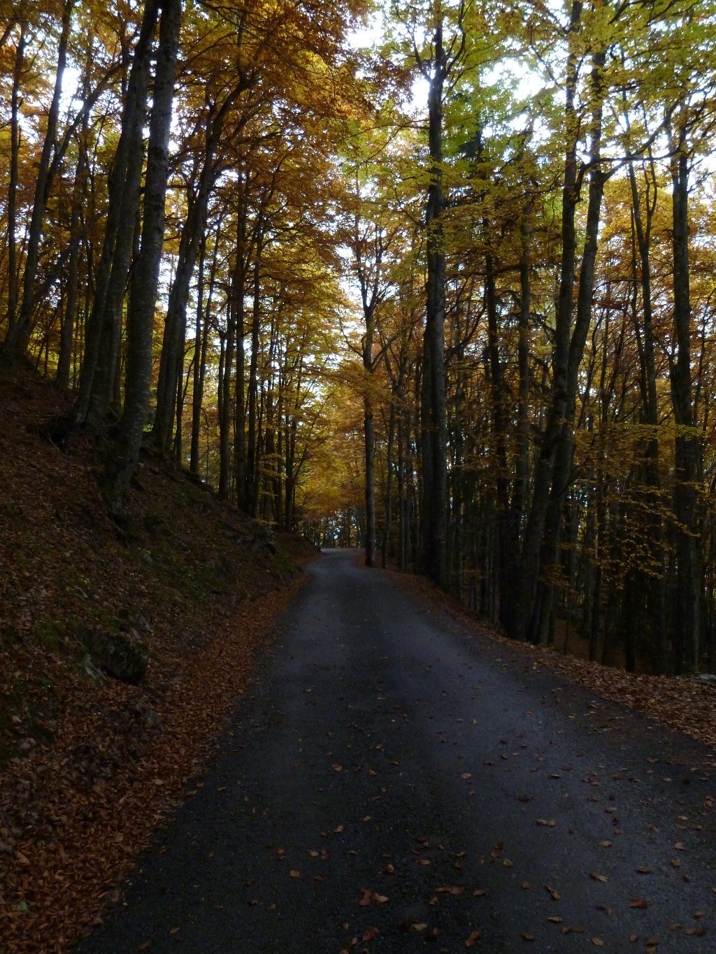 Autumn