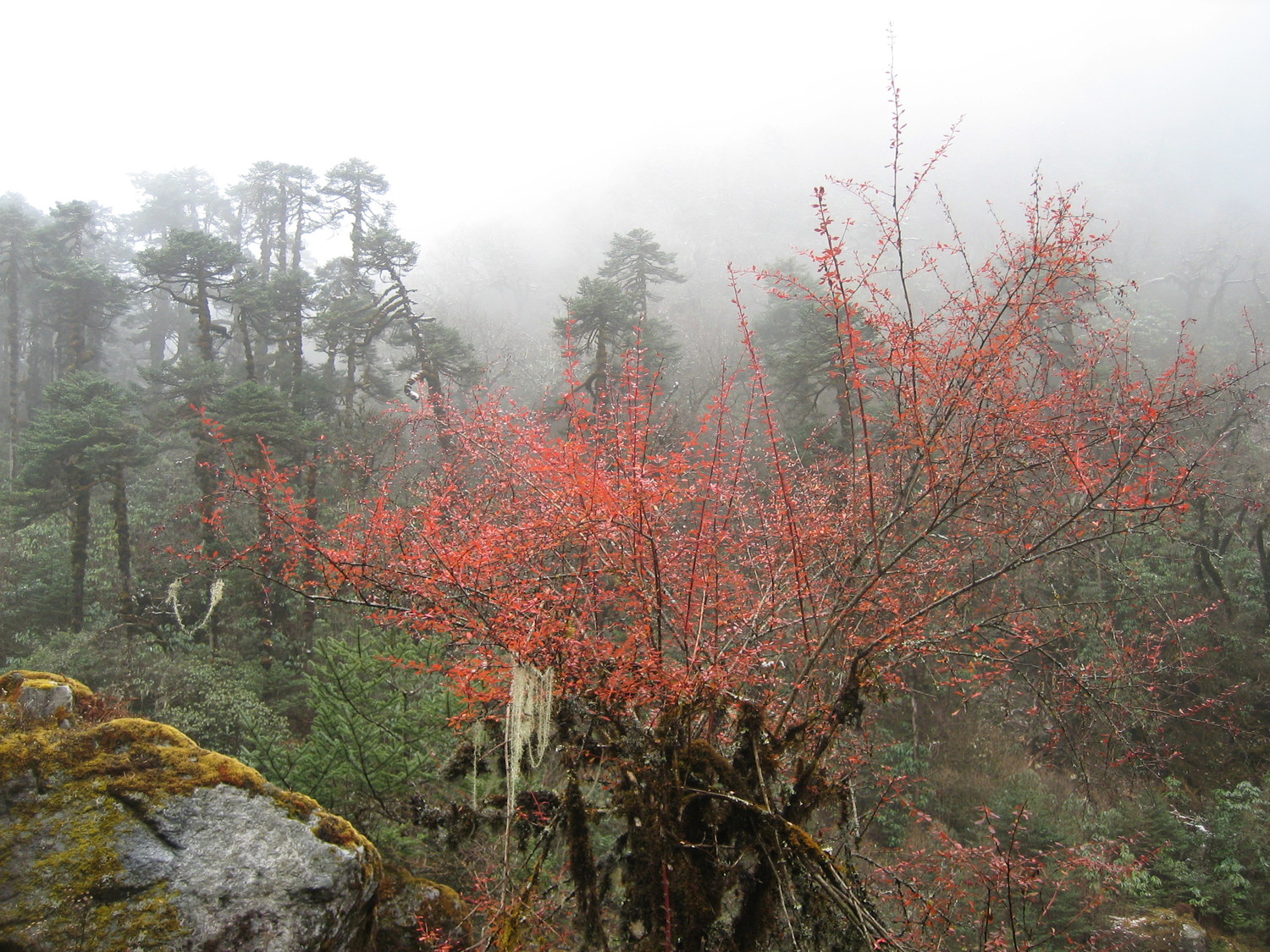 Arbuste de la Simbuwa Khola (Népal)