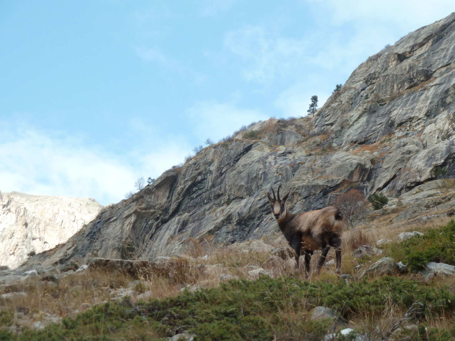 Chamois