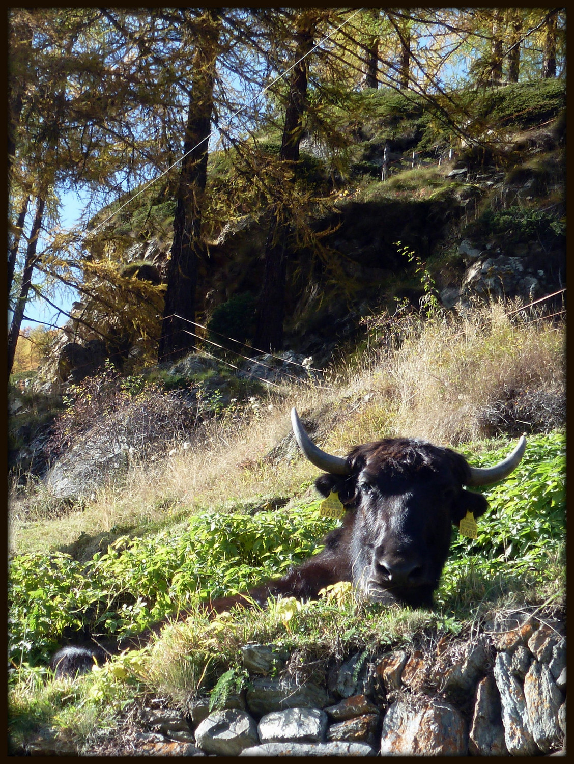 Schalb - Törben : Tête de yak