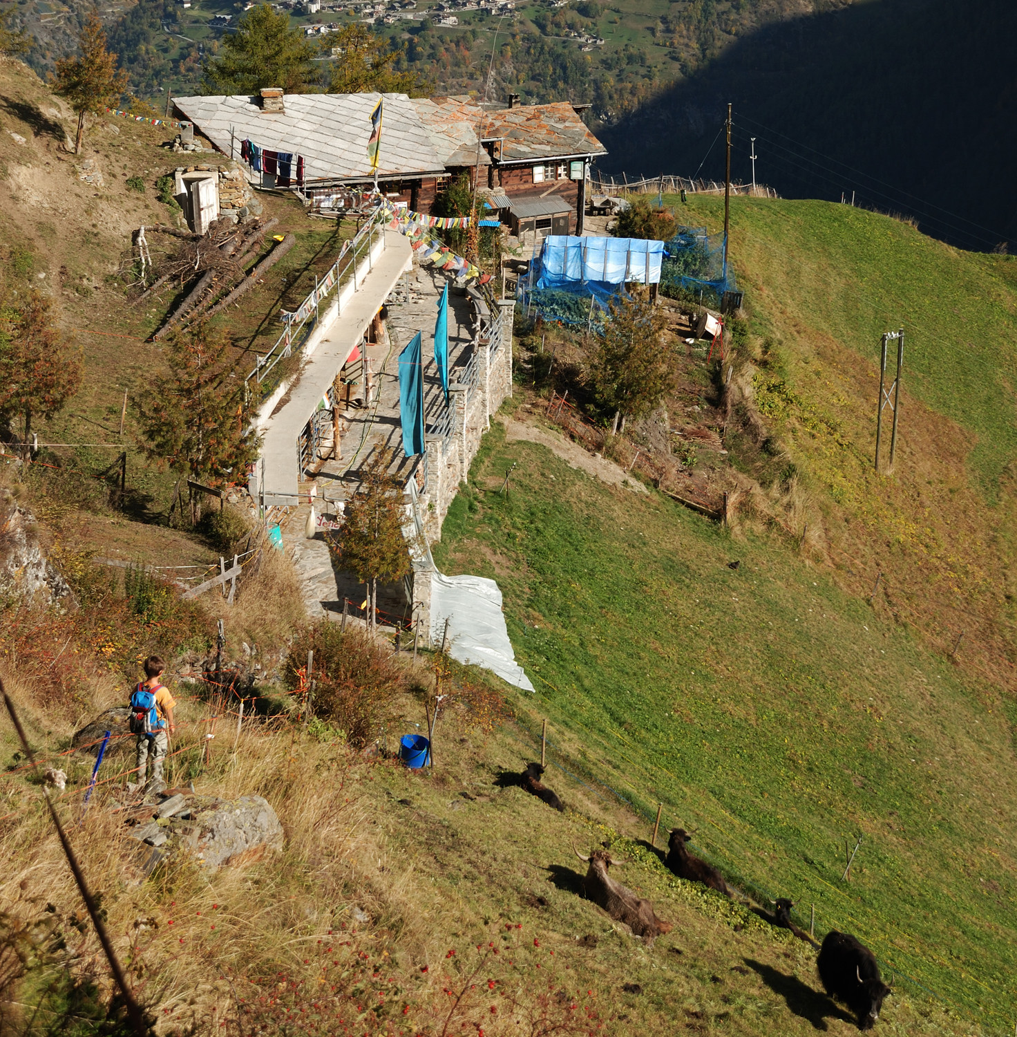 Ferme aux Yaks de la Röti Flüo