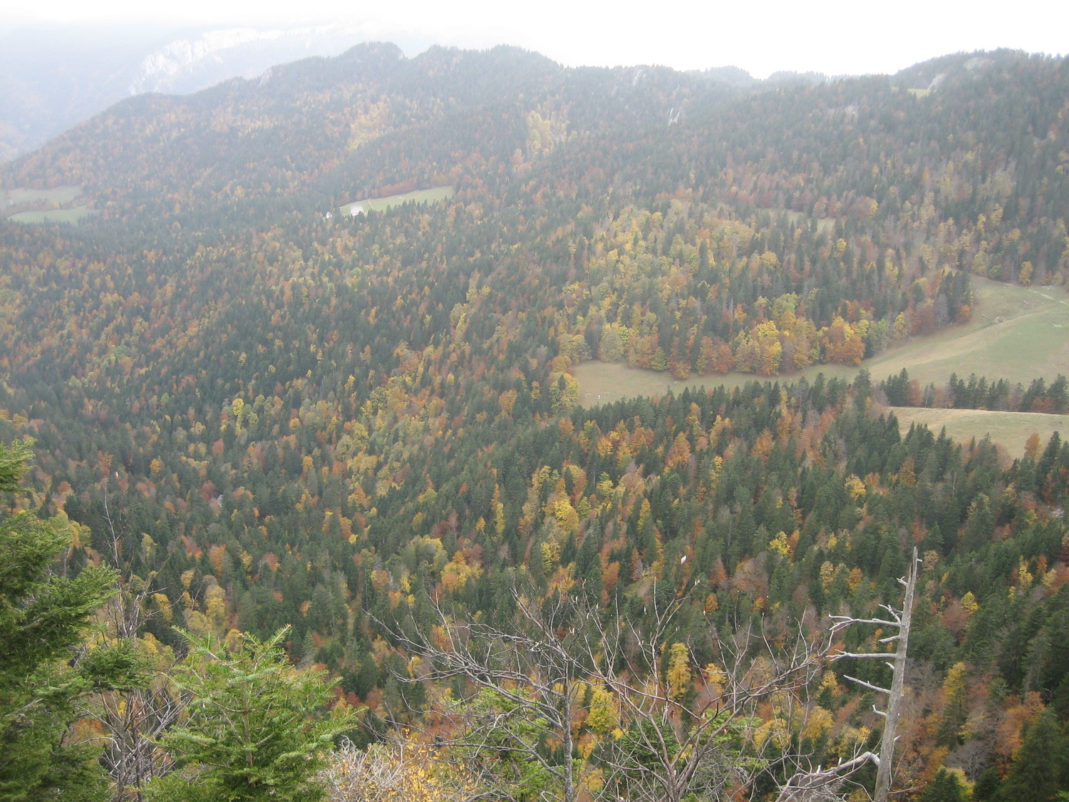 Couleurs d'automne (un peu brumeux...)