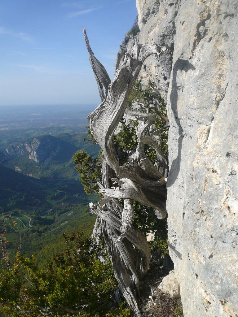 Beauté de l'arbre mort (genèvrier).