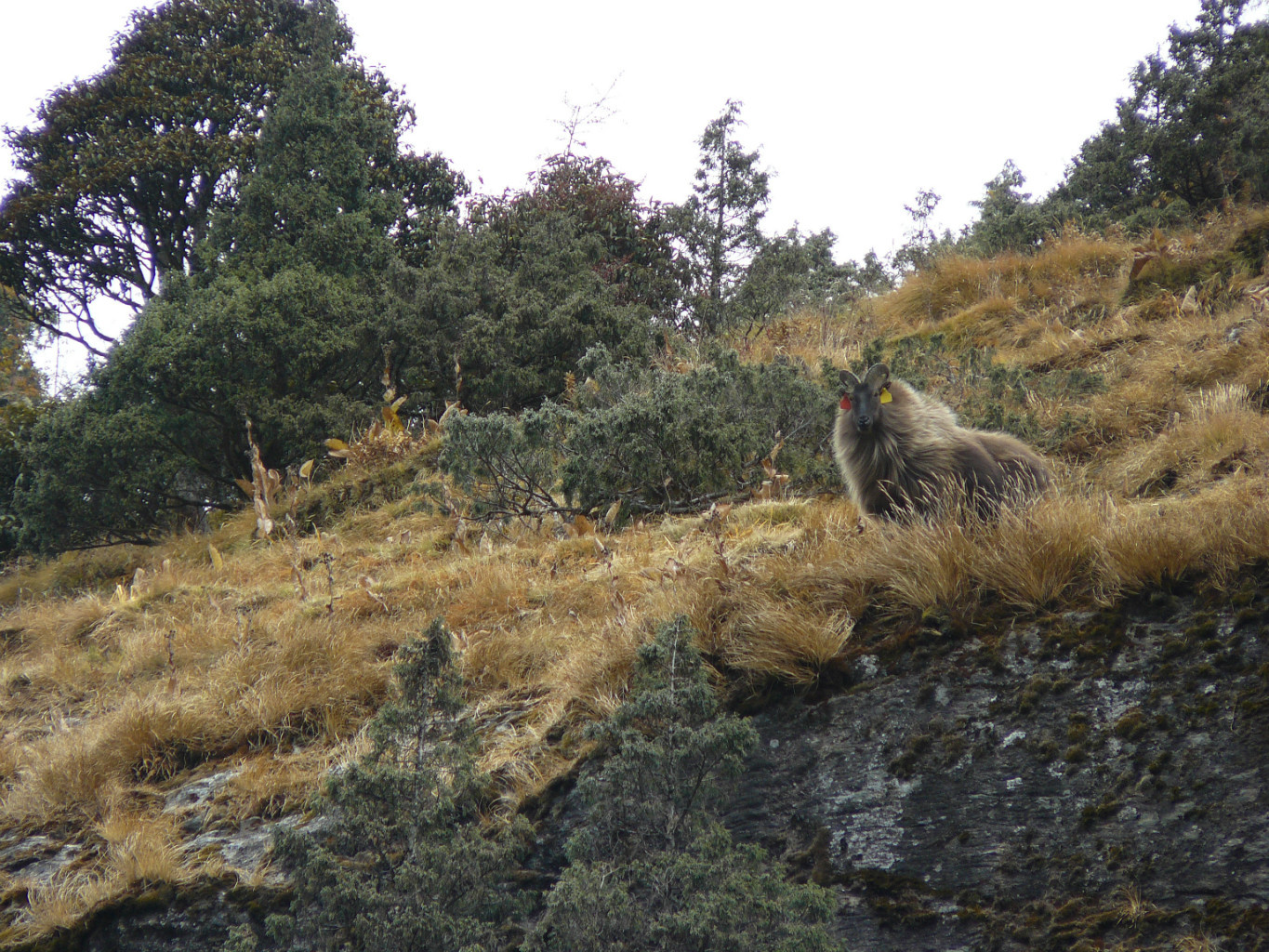 Un thar sur le chemin de Thame