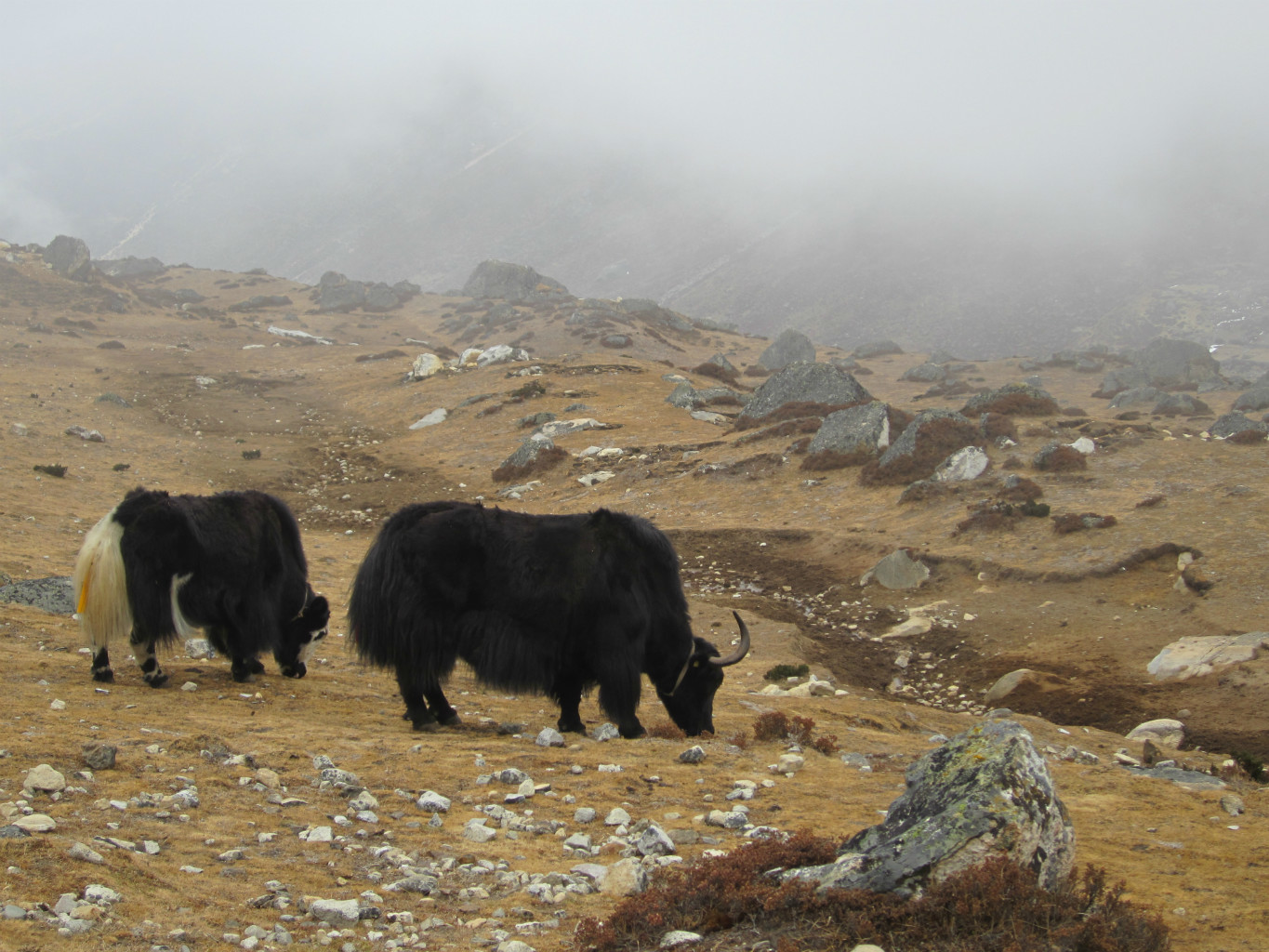 Dzos dans la brume de Langden