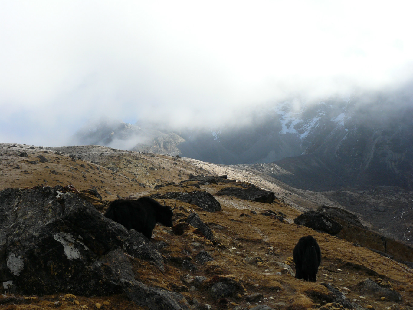 Dzos dans la montée au Renjo Pass