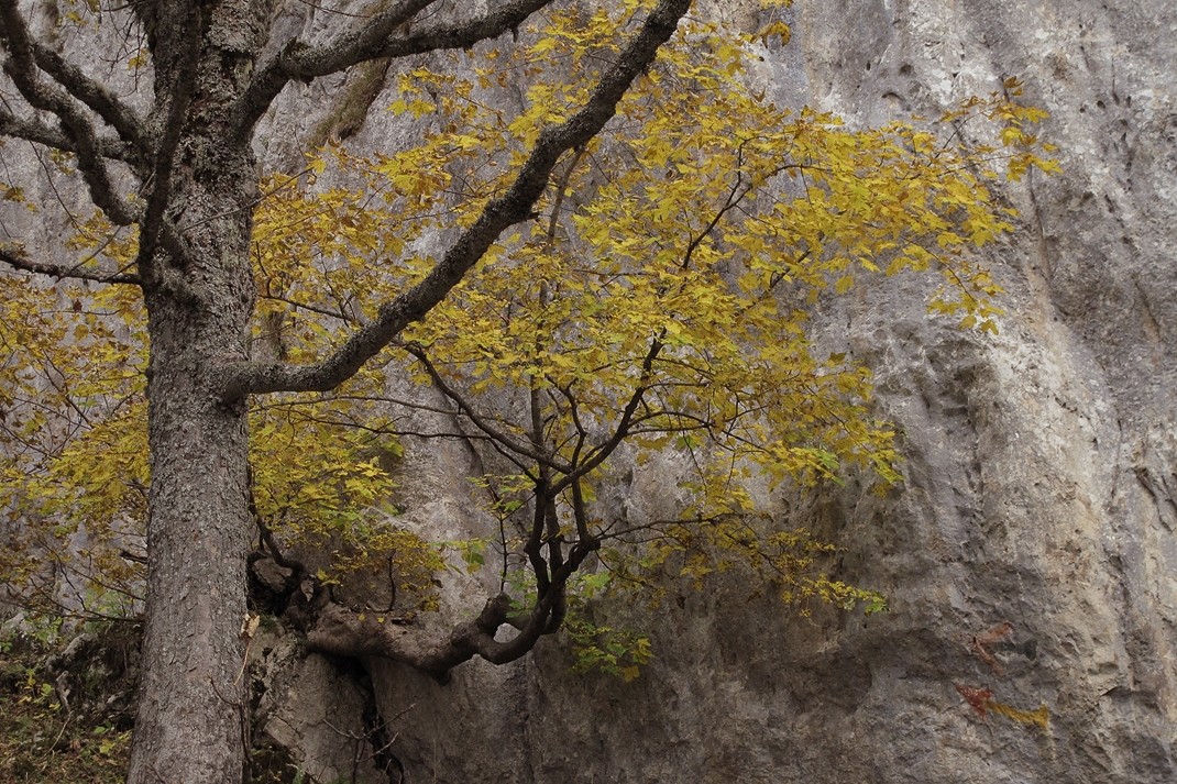 Automne en Chartreuse