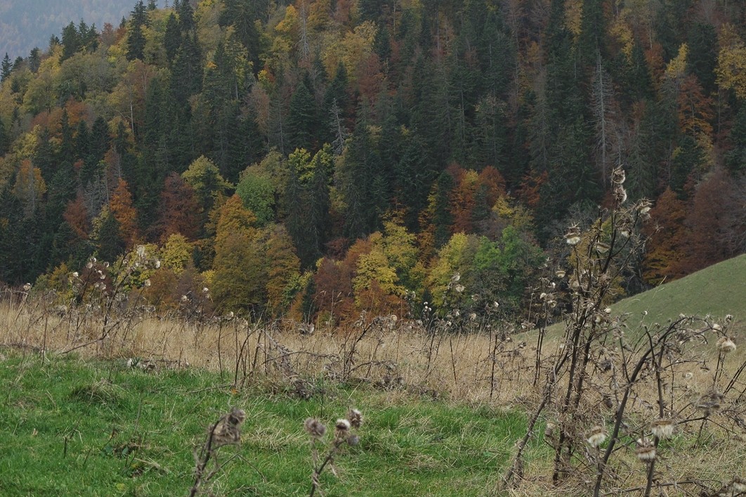 Automne en Chartreuse
