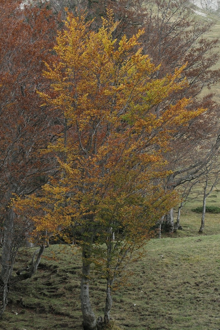 Automne en Chartreuse
