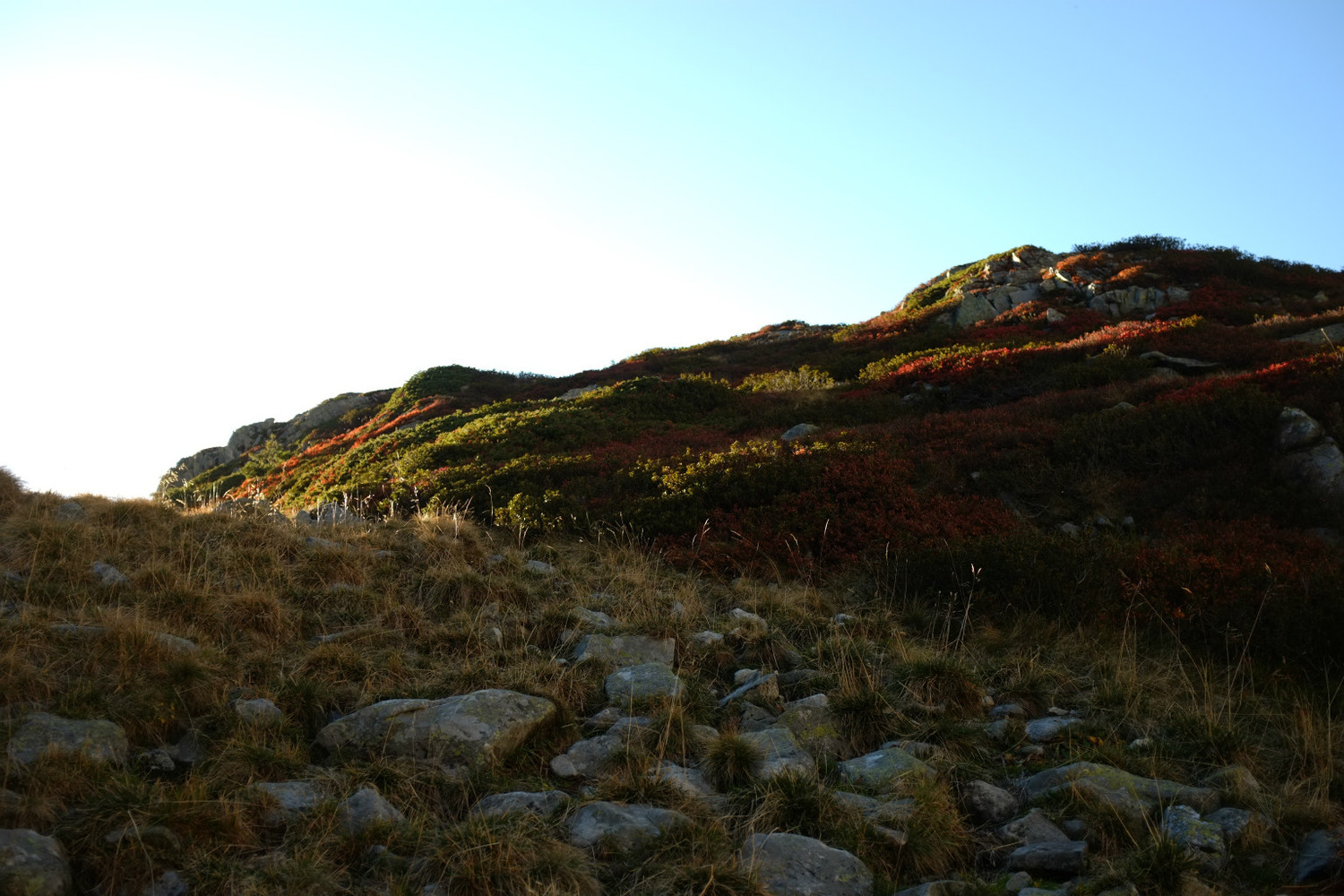 rouges d'automne