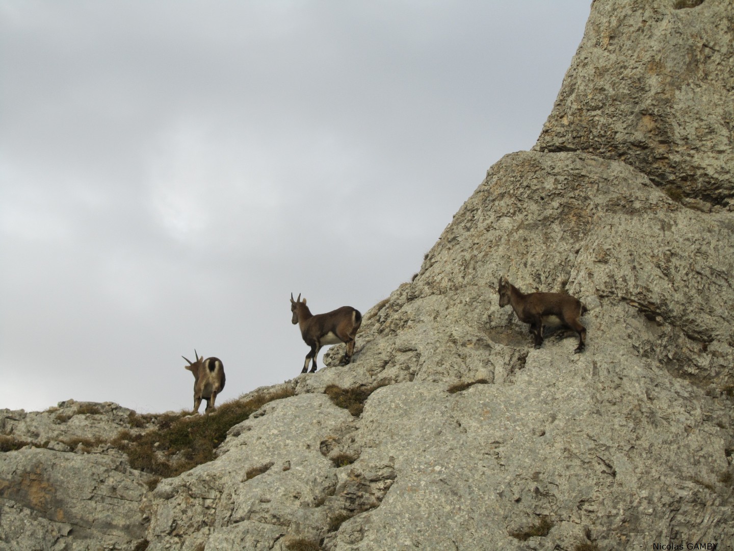 Mont Aiguille - Les bouquetins du Mont Aiguille, une nouveauté 2012