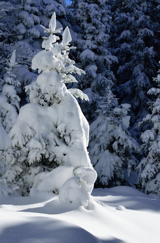 Sculptures de neige