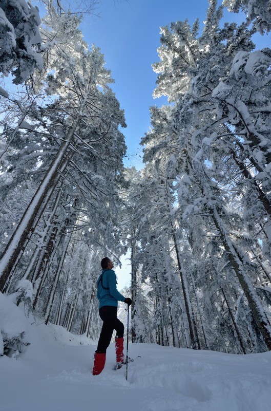 En forêt