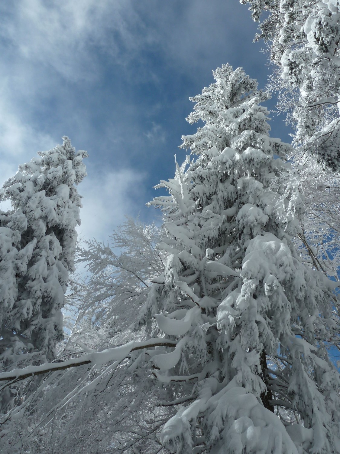 Sapins bien chargés