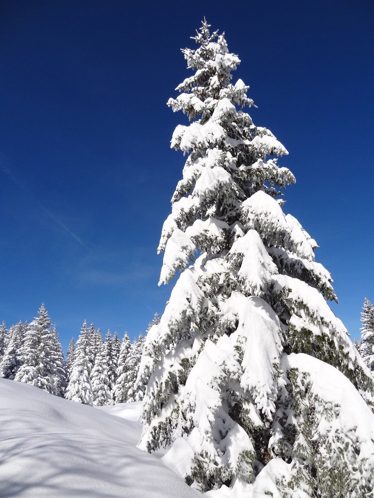 Sapin
