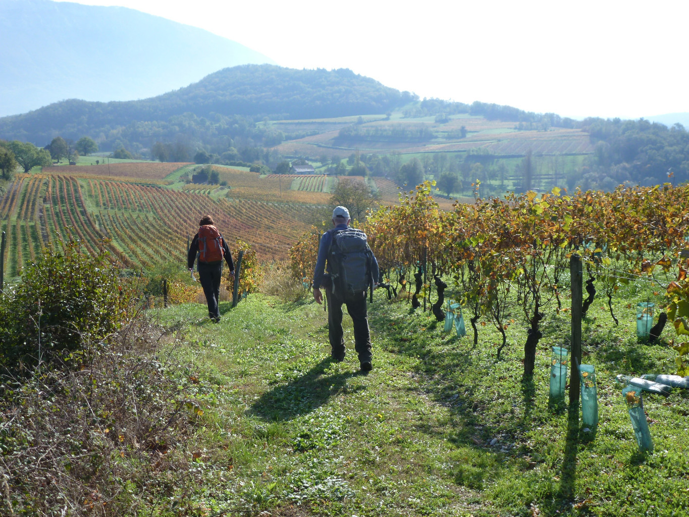 Le GR9 dans les vignes